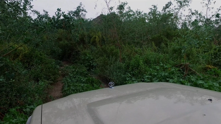 ممر محاط بالأشجار في بيشة، لقطة من سيارة.