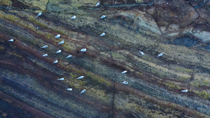 طيور بيضاء على صخور ملونة في جزيرة جبل كدمبل، لقطة جوية.