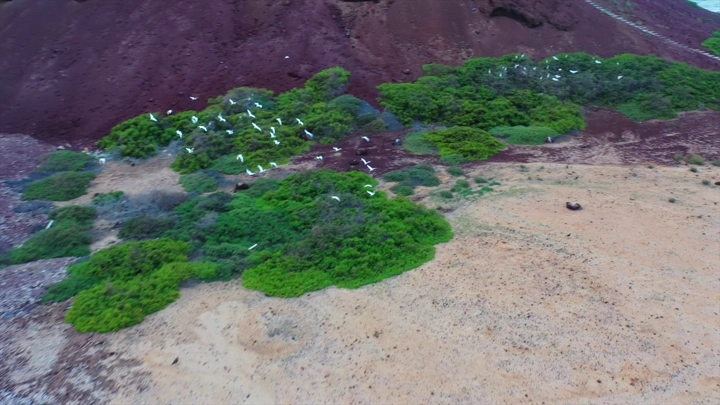 منظر جوي لجزيرة جبل كدمبل في البحر الأحمر، يظهر الطيور والنباتات.