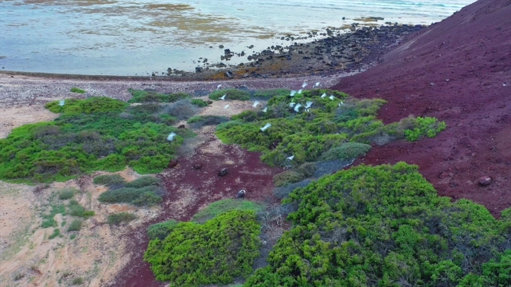 منظر جوي لجزيرة جبل كدمبل مع شجيرات و طيور و خضراء وشاطئ صخري.