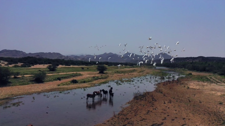 طيور فوق وادي حلي مع بقر في الماء، لقطة جوية.