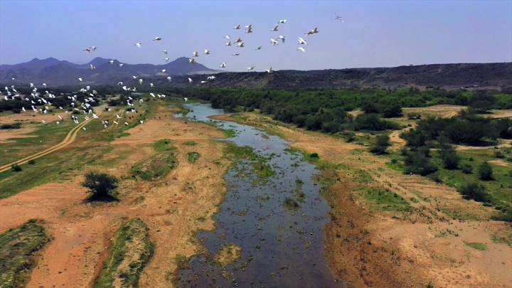 طيور تحلق فوق وادي حلي في النهار، لقطة جوية.