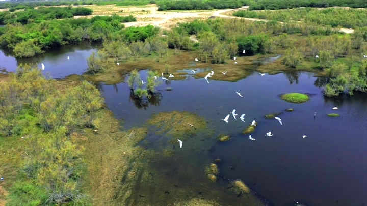 طيور تطير فوق وادي حلي المليء بالمياه والنباتات، لقطة جوية.