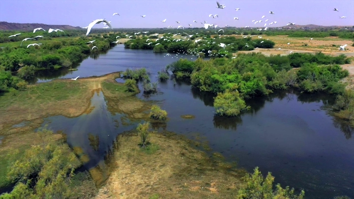 طيور تحلق فوق وادي حلي، لقطة جوية.