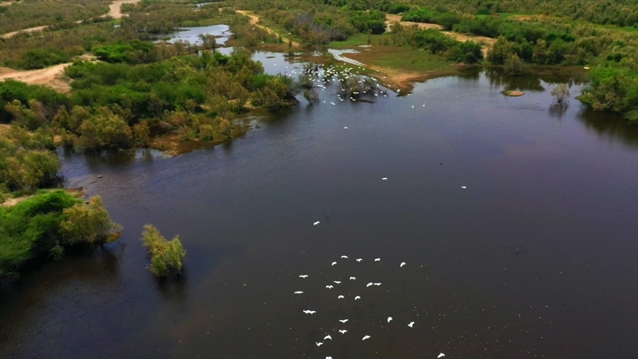 طيور تطير فوق وادي حلي، لقطة جوية.