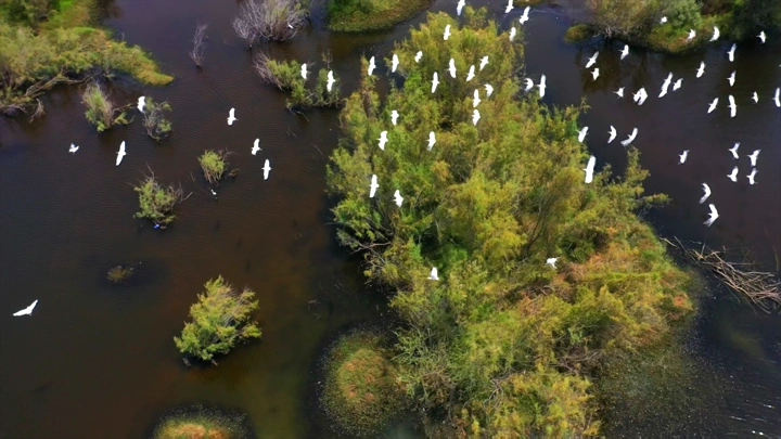 طيور بيضاء تحلق فوق وادي حلي، لقطة جوية.