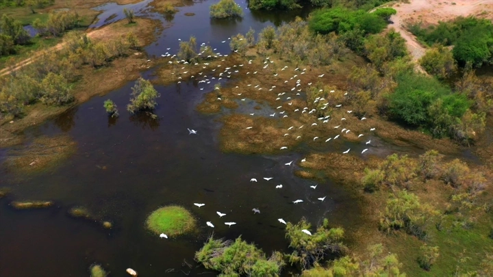 طيور في بحيرة بوادي حلي، لقطة جوية.