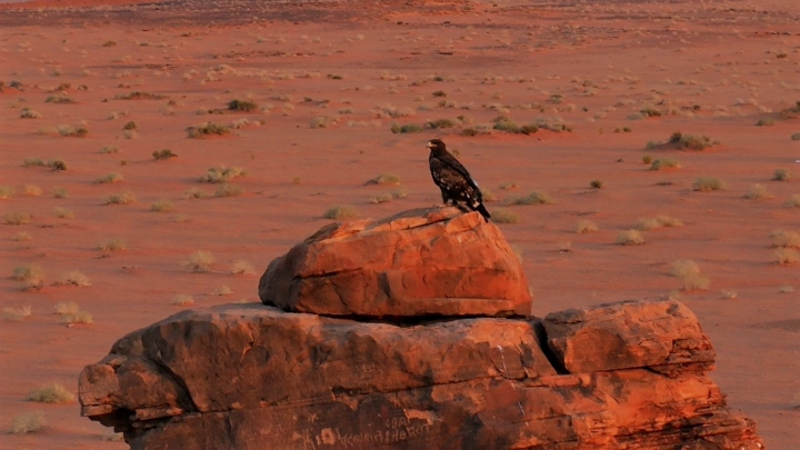 طير العقاب يقف على صخرة في الصحراء عند الغروب، منظر جوي.