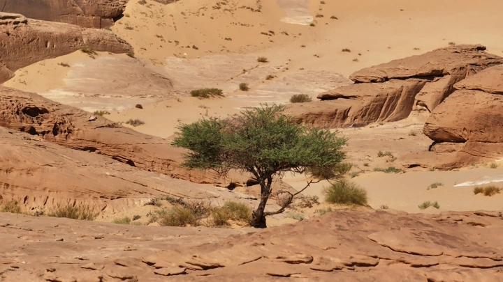شجرة الطلح في وسط الجبال الرملية، لقطة نهارية.