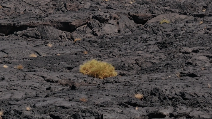 نبات صحراوي وسط الحمم البركانية السوداء، لقطة جوية .