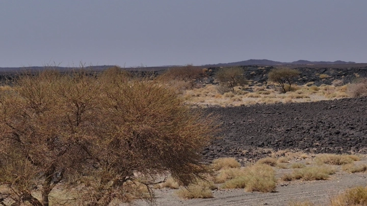 منظر طبيعي للحمم البركانية والنباتات الصحراوية، لقطة نهارية.