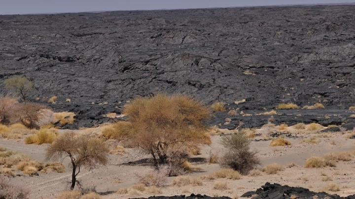 أشجار متناثرة في حقل حمم بركانية، لقطة نهارية.