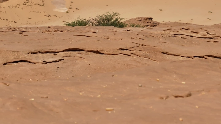 شجرة صغيرة فوق الجبال في الصحراء، لقطة قريبة.