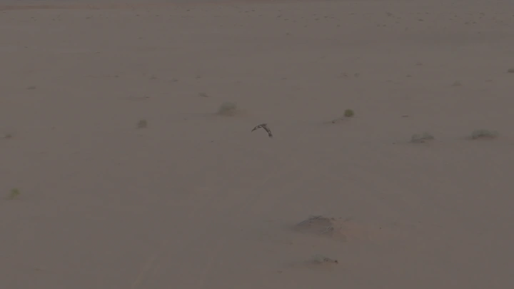 طائر جارح يحلق فوق الصحراء، لقطة من الجو.