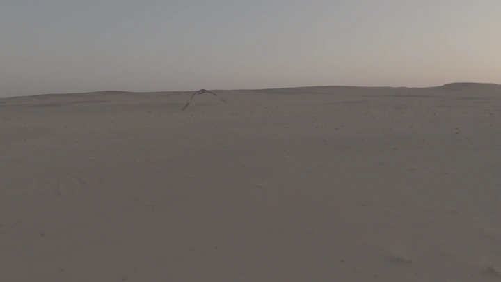 نسر يطير فوق صحراء عند الغروب، لقطة بعيدة.