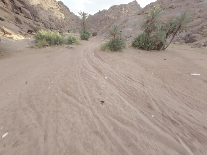Sandy wadi with palm trees and mountains, wide shot.