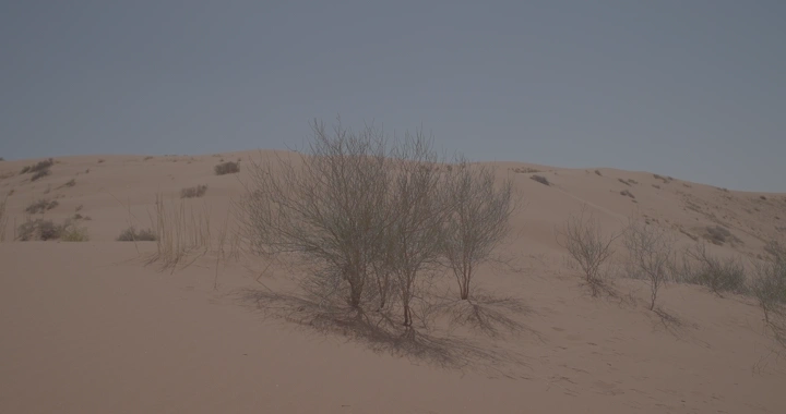 شجرة الغضا في صحراء النفود تحت السماء الزرقاء، لقطة نهارية.