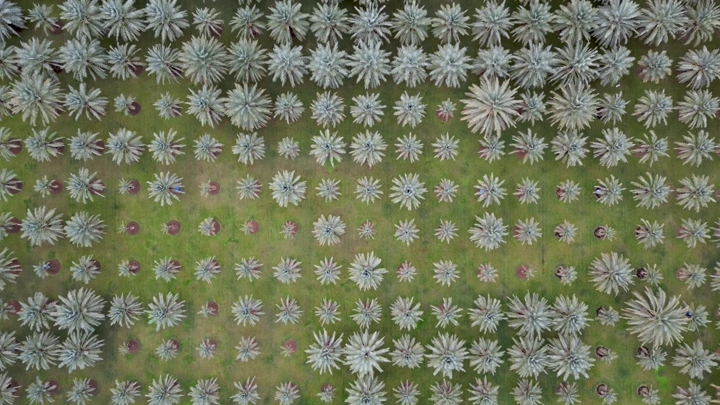 مزرعة نخيل من الأعلى، لقطة جوية .