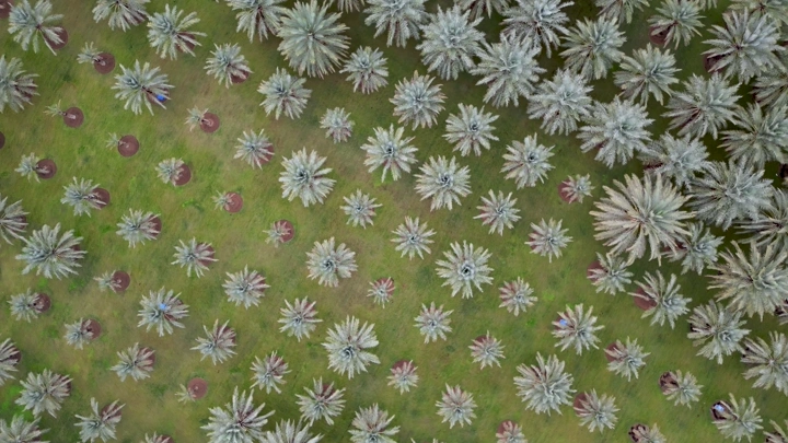 مزرعة نخيل من الأعلى في النهار، لقطة جوية.