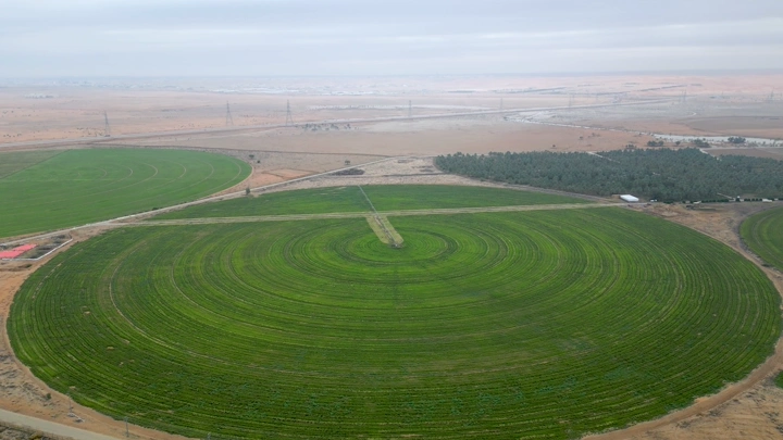 حقول زراعية دائرية في الصحراء، لقطة جوية.