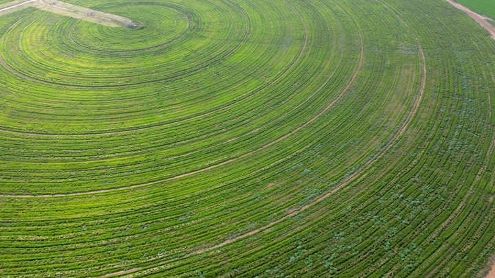 حقل دائري أخضر في مزرعة، صورة جوية.