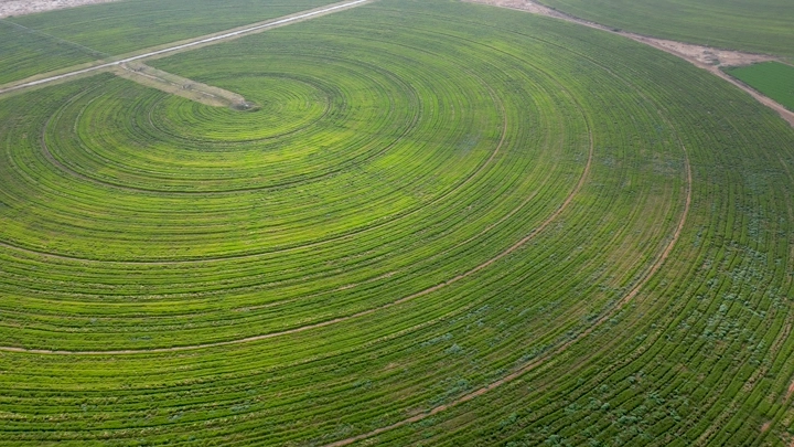 حقل دائري أخضر في مزرعة، لقطة جوية.