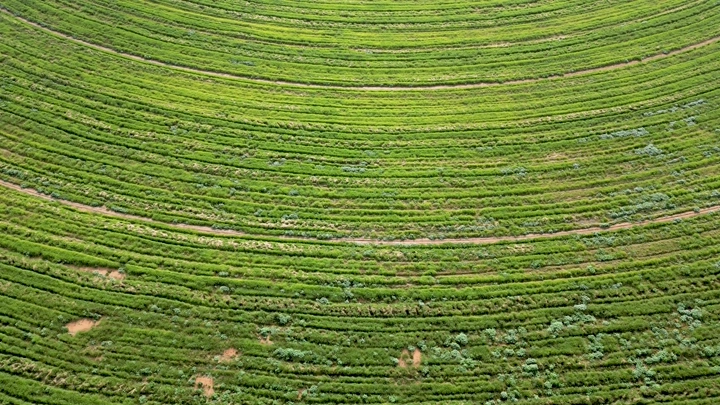 حقول زراعية دائرية خضراء من الأعلى، لقطة جوية.