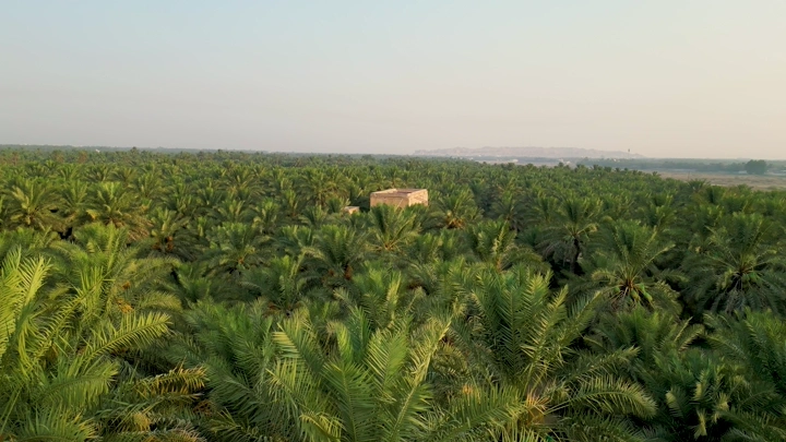 قصر مرضية وسط مزرعة نخيل في الأحساء، لقطة جوية.