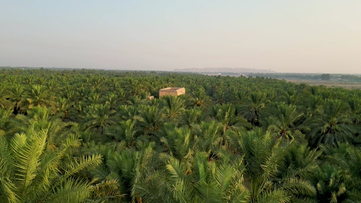 قصر مرضية وسط مزرعة نخيل في الأحساء، لقطة جوية.