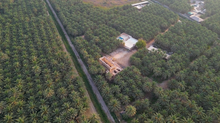 قصر مرضية وسط مزرعة نخيل في الأحساء، لقطة جوية.