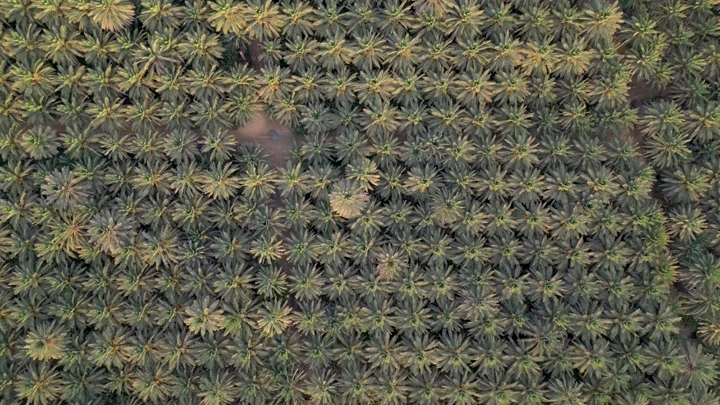 مزرعة نخيل واسعة من الأعلى، لقطة جوية.