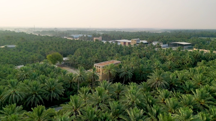 قصر محاط بأشجار النخيل في الأحساء، لقطة جوية.