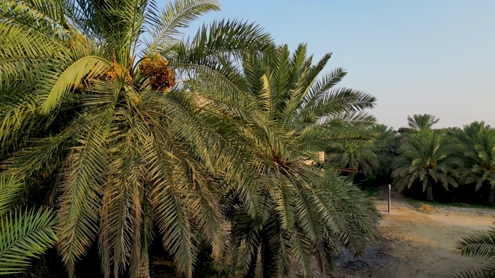 أشجار نخيل في مزرعة في الأحساء، لقطة جوية .