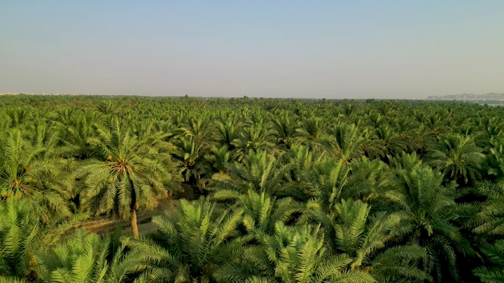 مزرعة نخيل واسعة تحت سماء صافية، لقطة جوية.