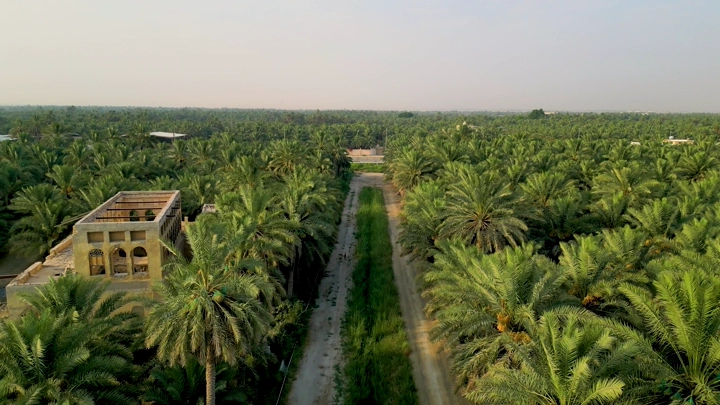 قصر مرضية وسط مزرعة نخيل في الأحساء، لقطة جوية.