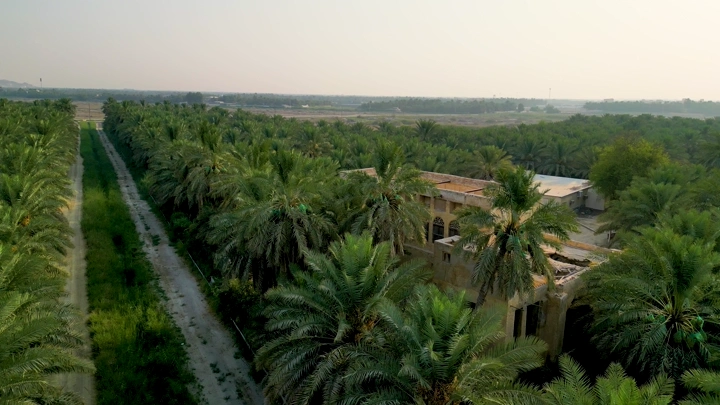 قصر مرضية وسط مزرعة نخيل في الأحساء، لقطة جوية.