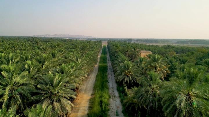 مزرعة نخيل واسعة في الأحساء، لقطة جوية.