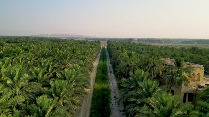قصر مرضية وسط مزرعة نخيل في الأحساء، لقطة جوية.