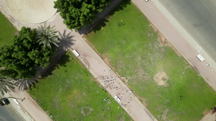 حديقة مع طيور من الأعلى في وضح النهار، لقطة جوية.