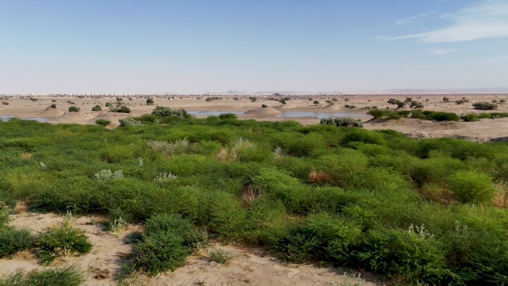 منظر طبيعي لبحيرة نجران مع نباتات خضراء، لقطة نهارية.