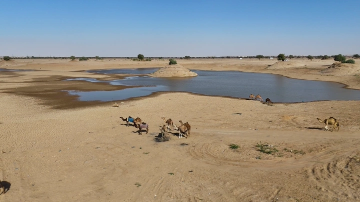 Camels walking by Najran Lake in the desert, aerial shot.