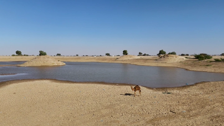 بحيرة نجران مع جمل في الصحراء، لقطة بانورامية.