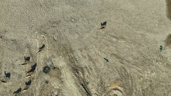 جمال تسير على أرض جافة في بحيرة نجران، لقطة جوية.