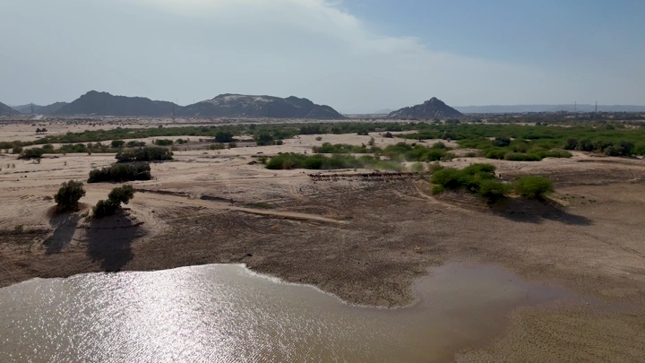 Camels by Najran Lake in the desert, aerial shot.
