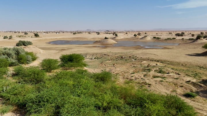 جمال يرعى عند بحيرة نجران في الصحراء، لقطة بانورامية.