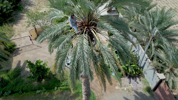 شخص يعتني بنخلة في حديقة، لقطة من الأعلى.