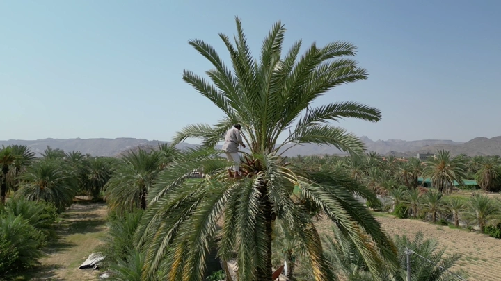 مزارع يعتني بنخلة في بستان نخيل، لقطة جوية.