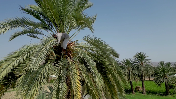 عامل يعتني بنخلة في حقل، لقطة نهارية.