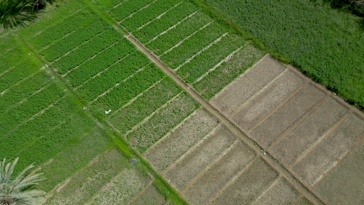 حقول زراعية خضراء وبنية من الأعلى، لقطة جوية.