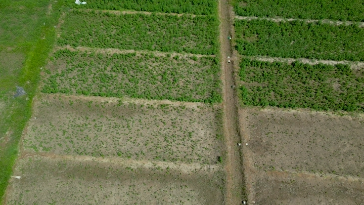 مزرعة نخيل من الأعلى، لقطة جوية.